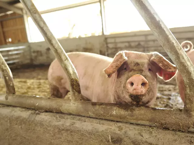 im Urlaub auf dem Bauernhof in Rheinland-Pfalz beim Füttern der Schweine helfen