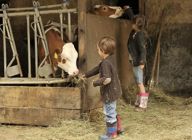 im Urlaub auf dem Kinderbauernhof in Baden-Württemberg beim Füttern der Kühe helfen