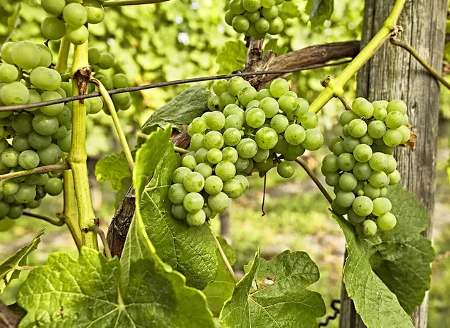 im Urlaub auf dem Weingut im Fränkischen Weinland mit dem Winzer bei der Weinlese helfen oder eine Weinbergführung machen