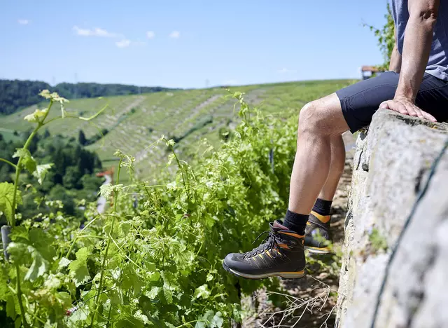 im Urlaub auf dem Weingut im Kraichgau eine Wanderung durch die Weinberge unternehmen