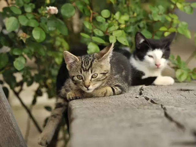 Katzen liegen auf der Bank