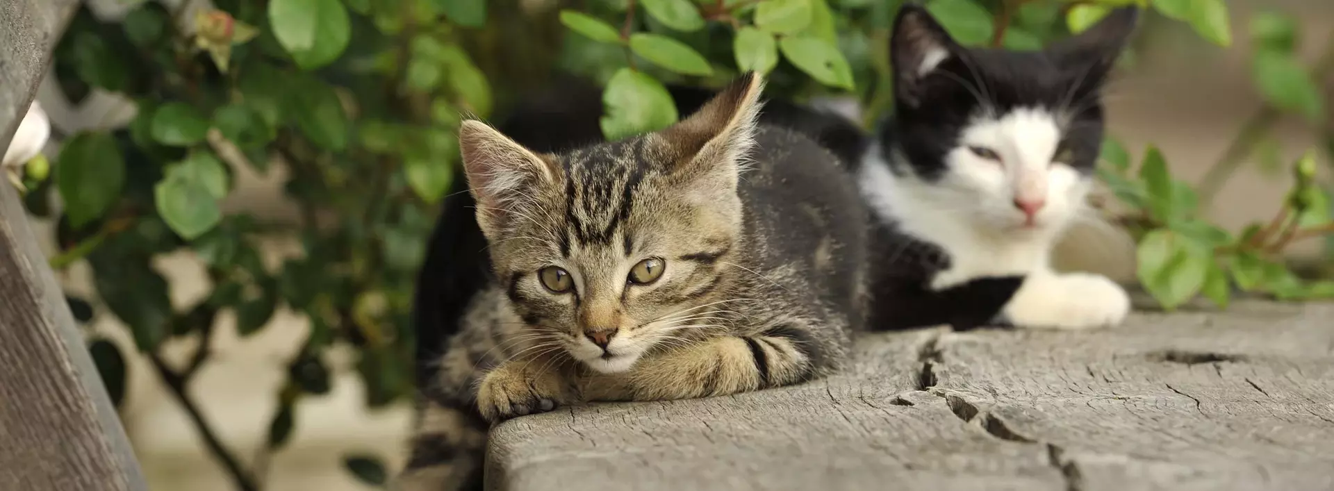 Katzen liegen auf der Bank