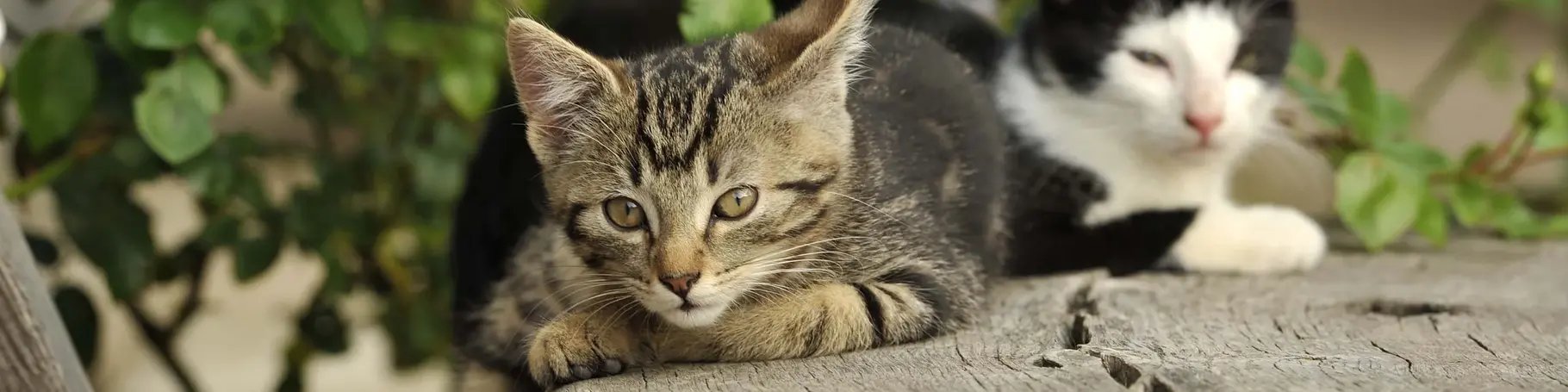 Katzen liegen auf der Bank