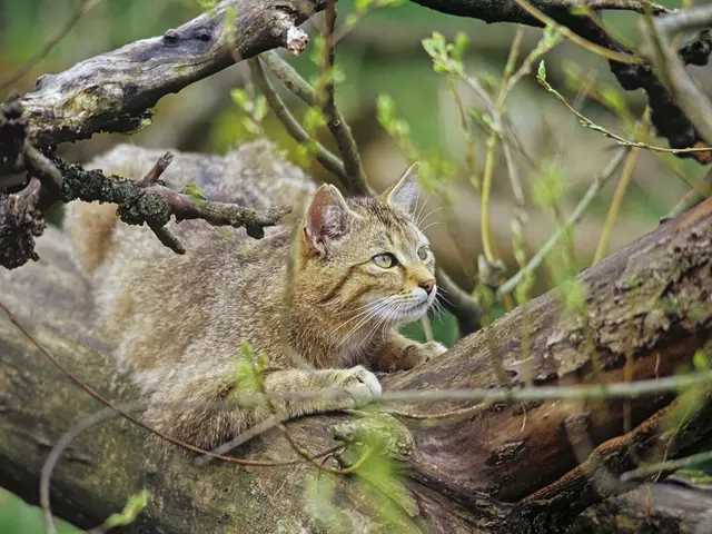 Im Nationalpark Hainich lebt die scheue Wildkatze, die Sie im Wildkatzendorf Hütscheroda beobachten können.