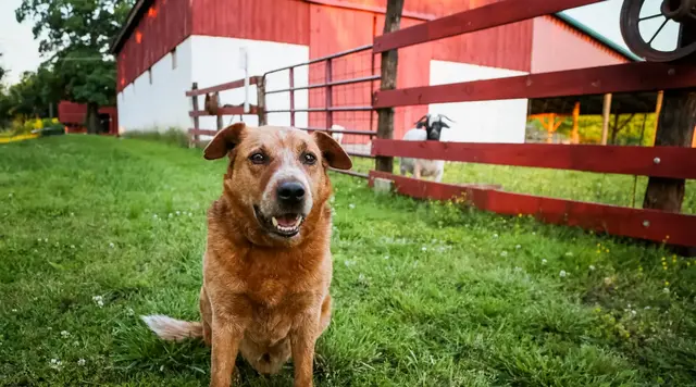 Hund auf einer Wiese vor einem Bauernhof 