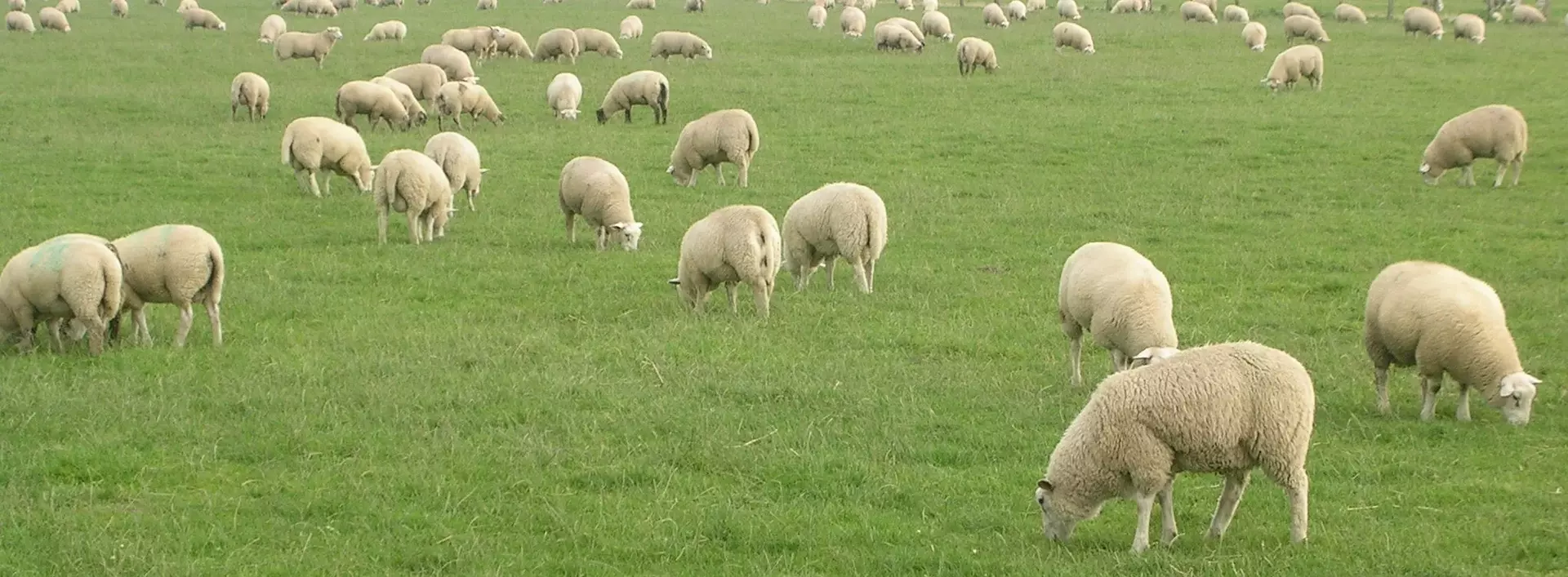 Schafe der Schäferei Bährs weiden auf saftigen Weiden in Dithmarschen in Schleswig-Holstein.
