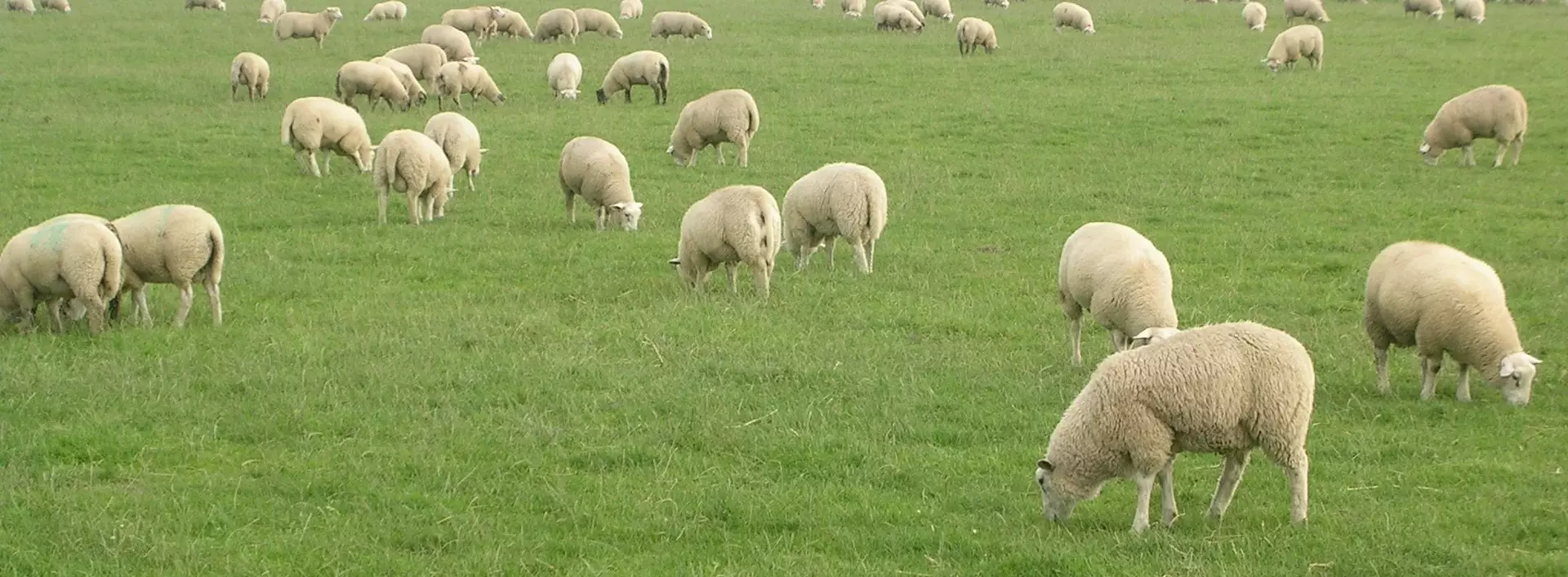 Schafe der Schäferei Bährs weiden auf saftigen Weiden in Dithmarschen in Schleswig-Holstein.