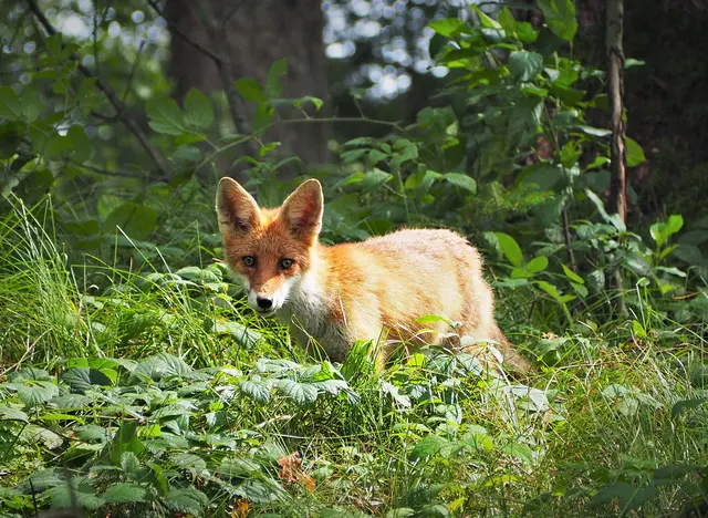 im Jagdurlaub mit dem Jäger einen jungen Rotfuchs beobachten