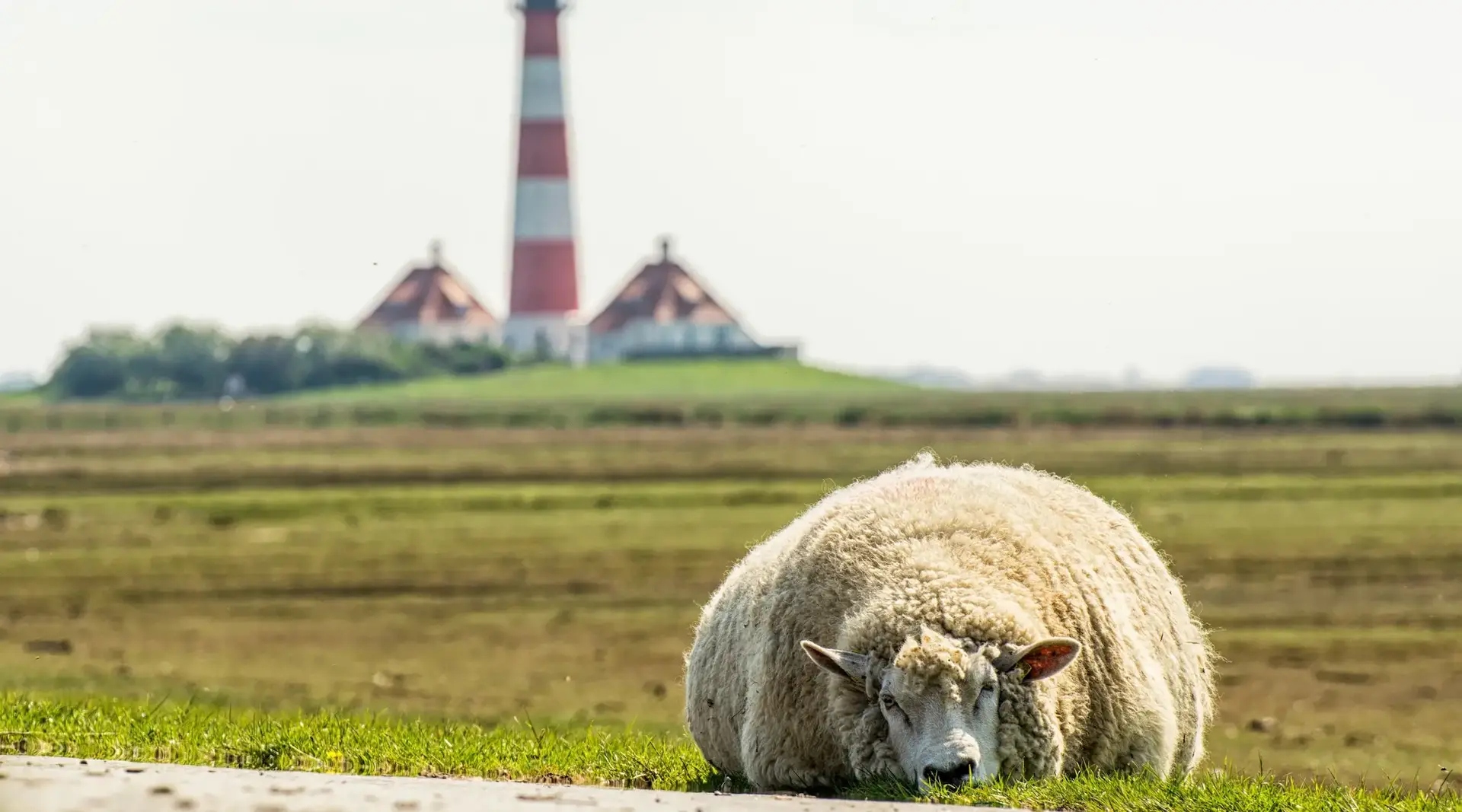 Ein Schaf liegt dösend im Vordergrund, dahinter steht der Leuchtturm Westerheversand an der Nordsee.
