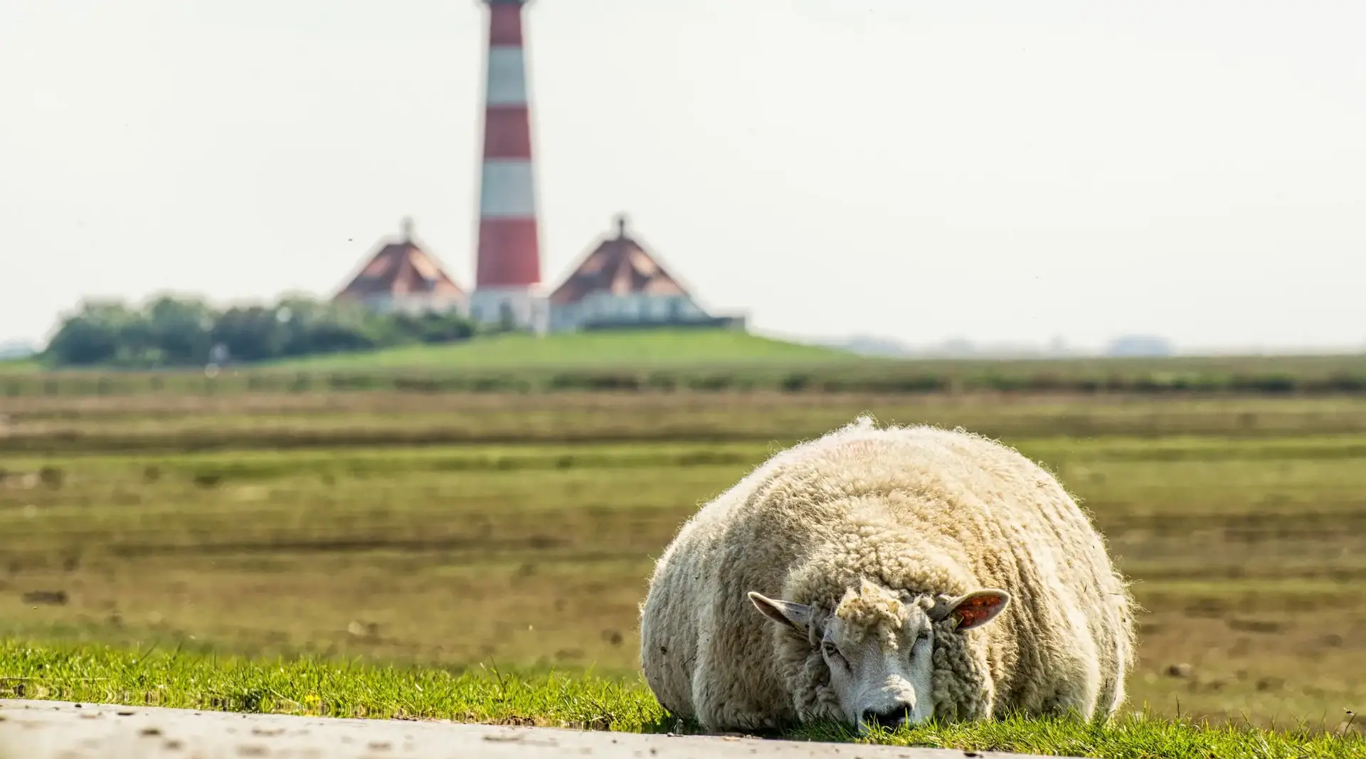 Leuchtturm Westerheversand – Bauernhofurlaub Nordsee - © Andreas, AdobeStock Ein Schaf liegt dösend im Vordergrund, dahinter steht der Leuchtturm Westerheversand an der Nordsee.