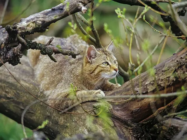 Im Nationalpark Hainich lebt die scheue Wildkatze, die Sie im Wildkatzendorf Hütscheroda beobachten können.