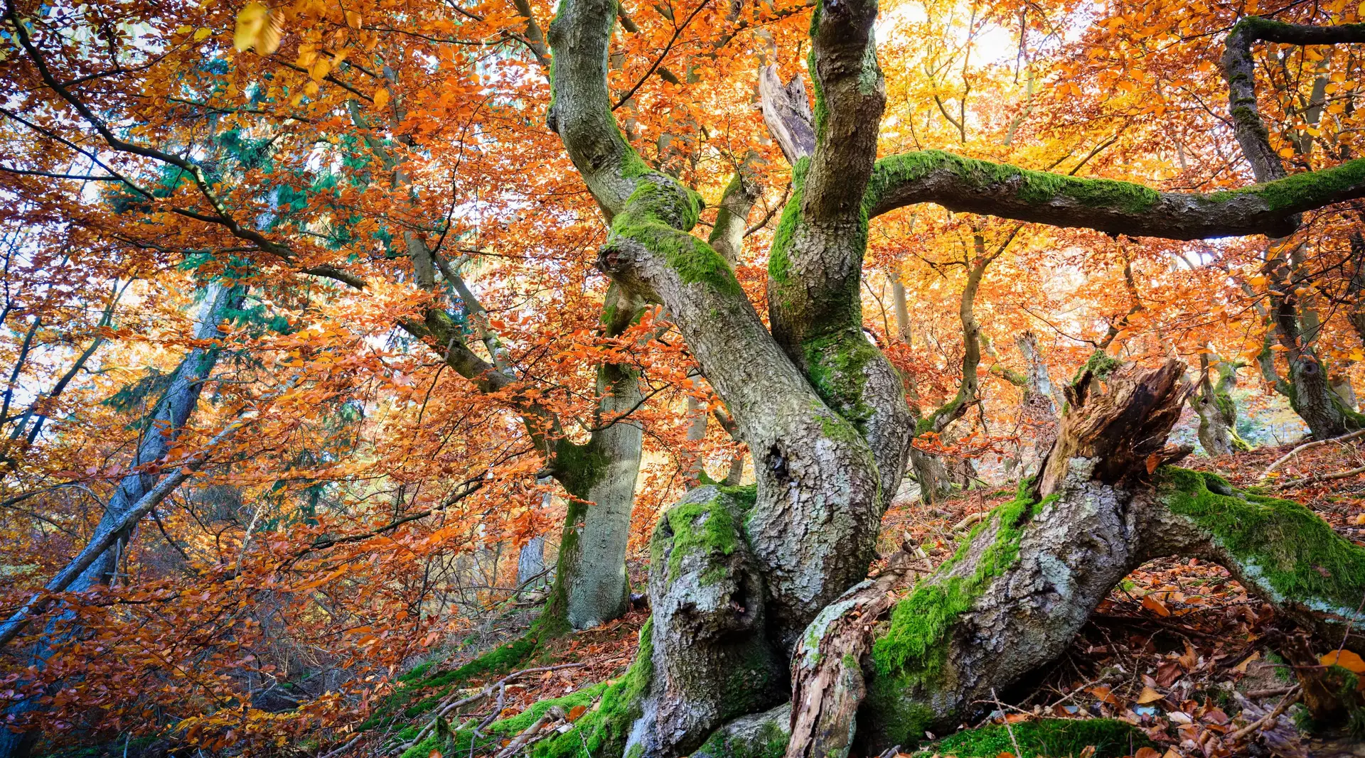 Alte, knorrige Buchen mit moosbewachsenen Stämmen und leuchtend orangefarbenem Herbstlaub im Kellerwald in Hessen.