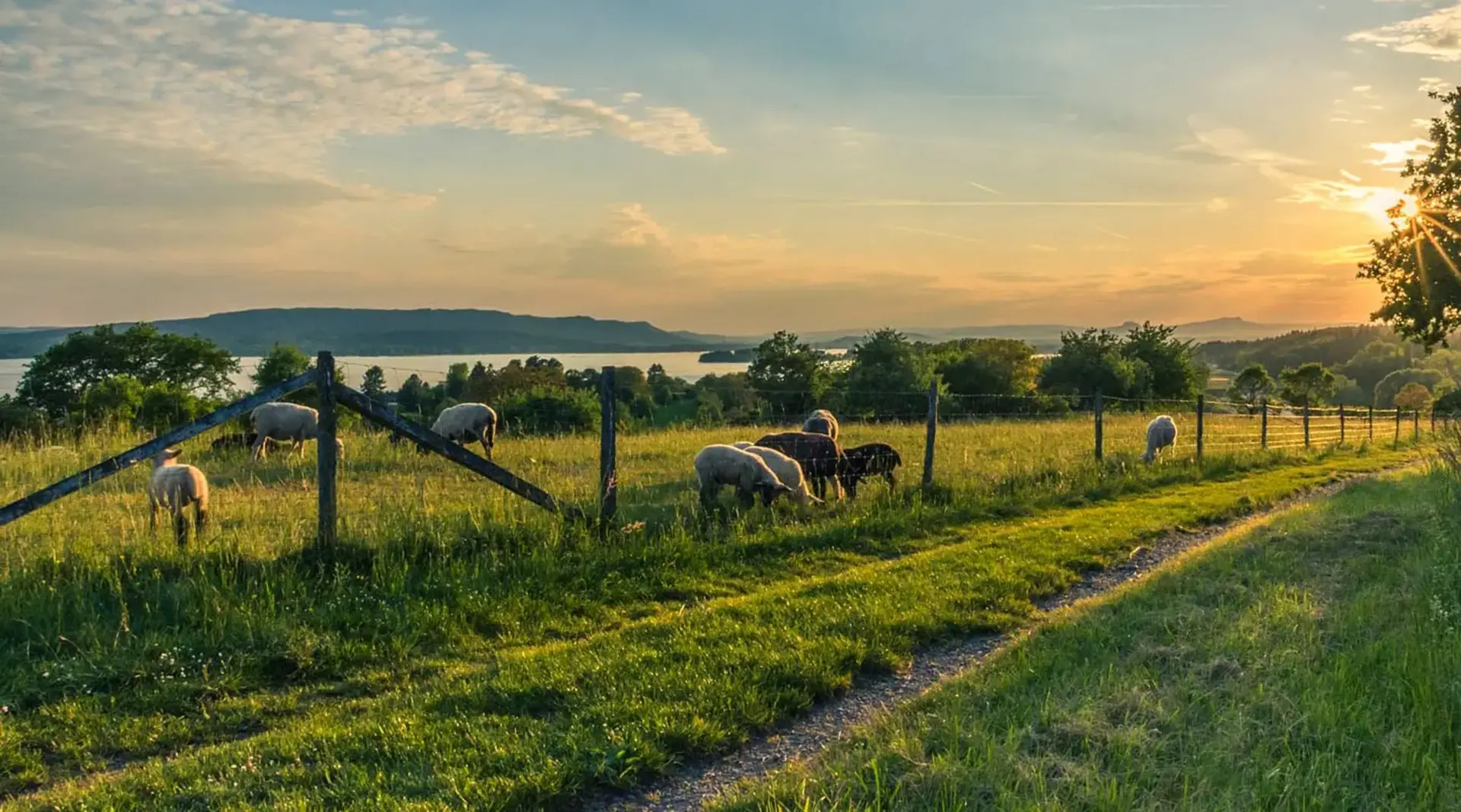 Schafweide am Bodensee - © Pixabay.de, Hermann Schmider im Urlaub auf dem Bauernhof am Bodensee Schafe auf der Weide beobachten und streicheln