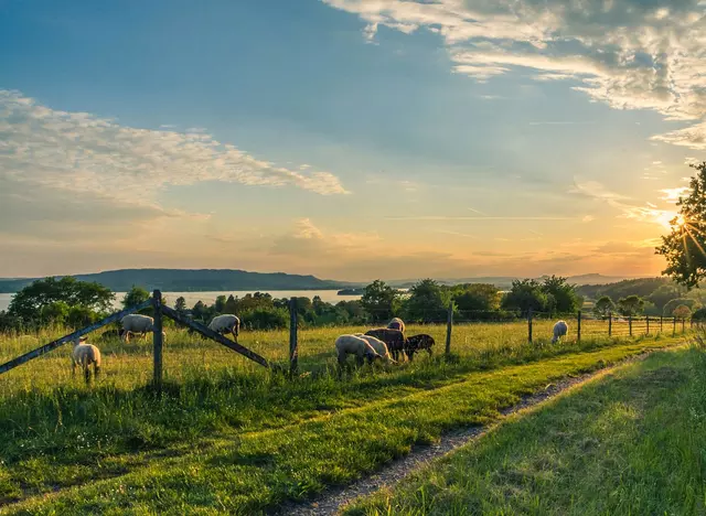 im Urlaub auf dem Bauernhof am Bodensee Schafe auf der Weide beobachten und streicheln