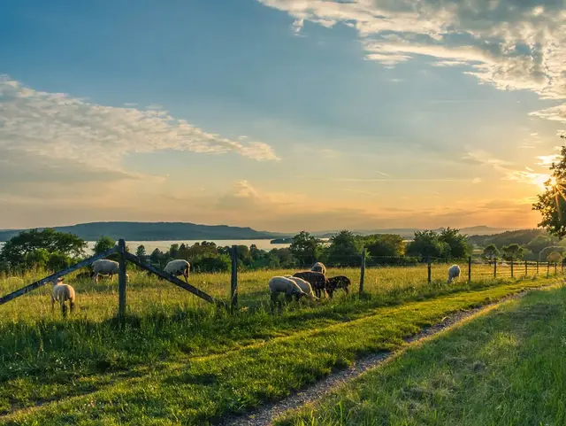 Schafweide am Bodensee - © Pixabay.de, Hermann Schmider im Urlaub auf dem Bauernhof am Bodensee Schafe auf der Weide beobachten und streicheln