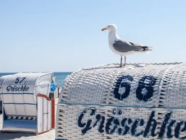 Eine Möwe sitzt auf einem Strandkorb am Strand von Grömitz an der Ostsee.