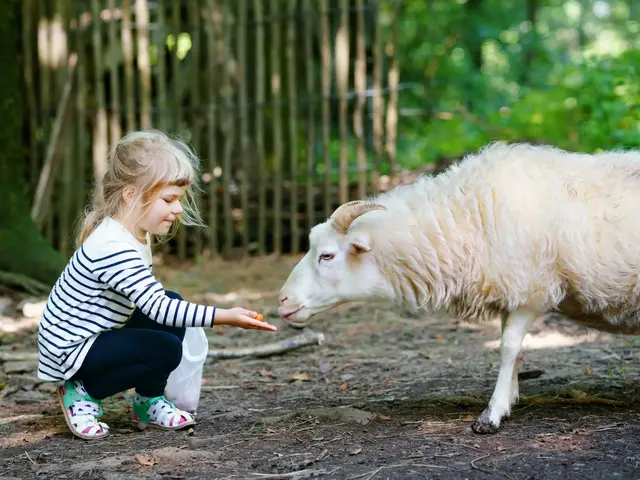 Idylle pur: Camping auf dem Bauernhof für Groß und Klein ein Erlebnis - © Irina Schmidt – stock.adobe.com Hautnah dabei: Ein Kind füttert ein weißes Schaf – unvergessliches Bauernhoferlebnis im Urlaub für die ganze Familie.