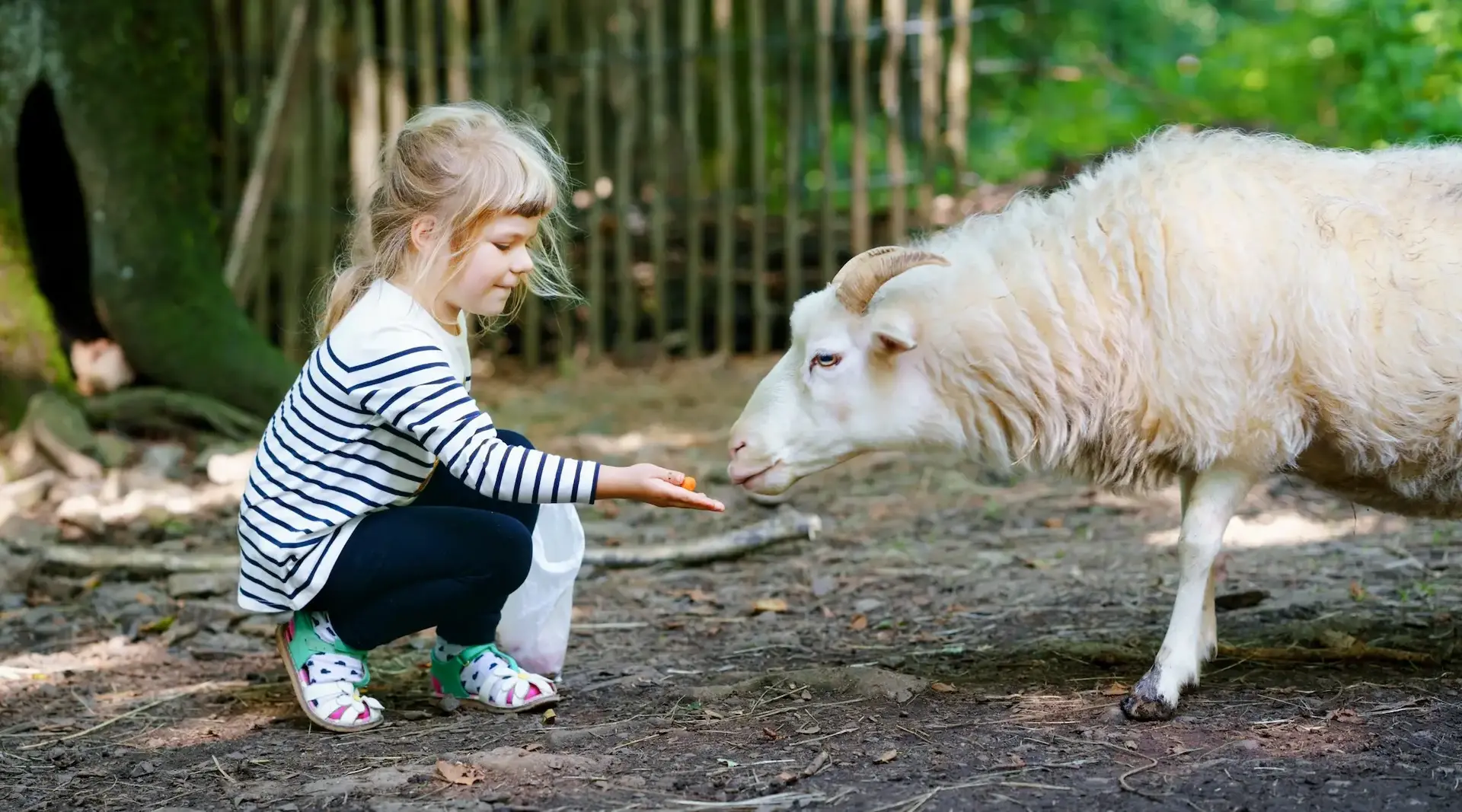 Hautnah dabei: Ein Kind füttert ein weißes Schaf – unvergessliches Bauernhoferlebnis im Urlaub für die ganze Familie.