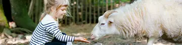 Hautnah dabei: Ein Kind füttert ein weißes Schaf – unvergessliches Bauernhoferlebnis für die ganze Familie.