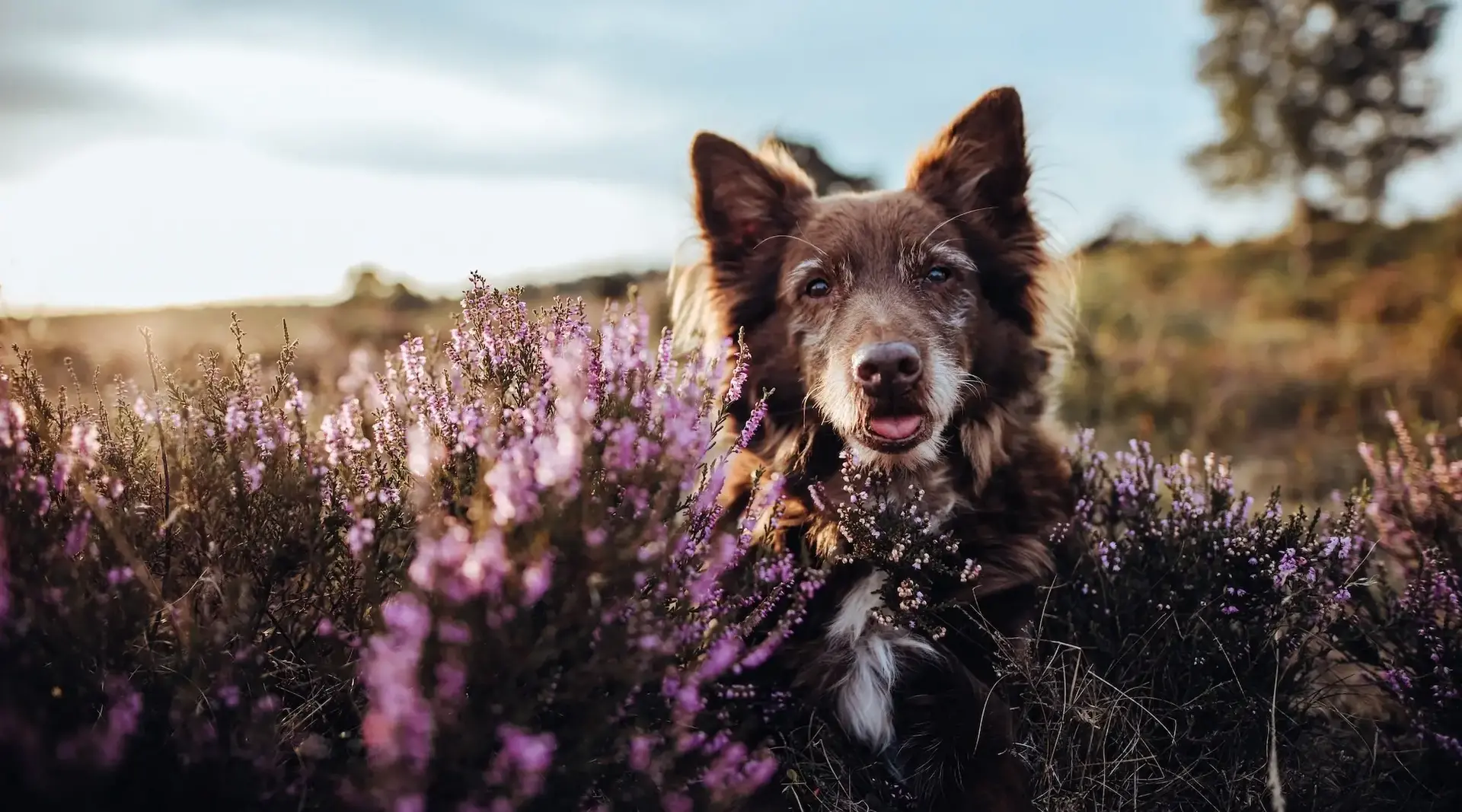 Hund sitzt zwischen blühender Heide in einer offenen Naturlandschaft