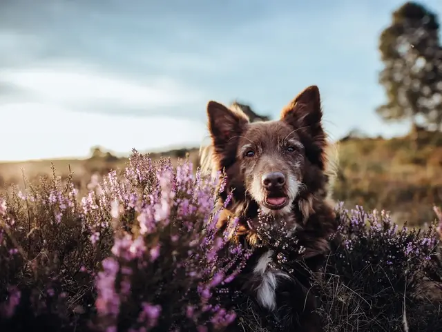 Urlaub in Lüneburger Heide mit Hund - © Luetjemedia, adobe stock Hund sitzt zwischen blühender Heide in einer offenen Naturlandschaft