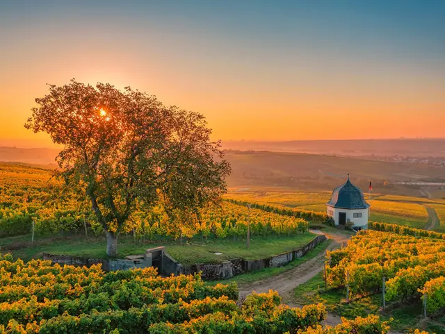 Weinberge im Rheingau bei Sonnenaufgang mit grünen Rebreihen, einem einzelnen Baum und weitem Blick über die hügelige Landschaft.