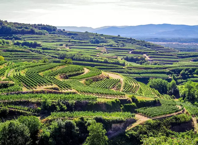 im Urlaub im Schwarzwald das kleine Mittelgebirge Kaiserstuhl mit seinen Weinterassen erleben