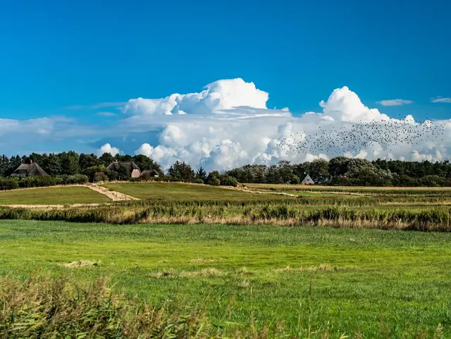 Traumstraße auf Föhr – Ferien auf dem Bauernhof Nordsee - © Olaf Schlenger, AdobeStock Eine Landschaft auf der Nordseeinsel Föhr mit Vogelschwarm und reetgedeckten Häusern.