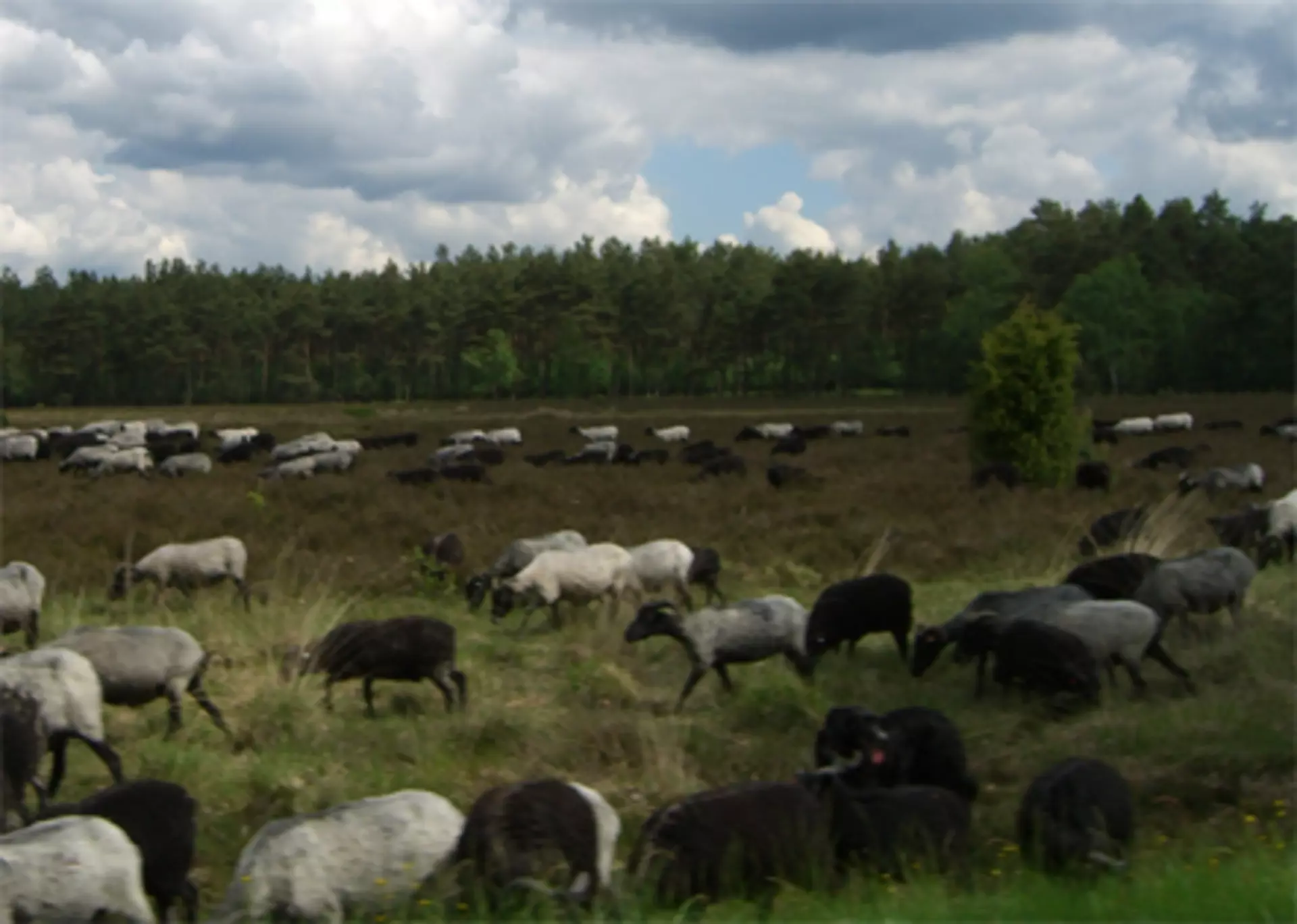 Heidschnucken in der Nordheide