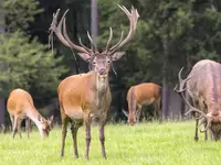 im Urlaub auf dem Bauernhof in Siegen-Wiggenstein ein Wildgehege besuchen