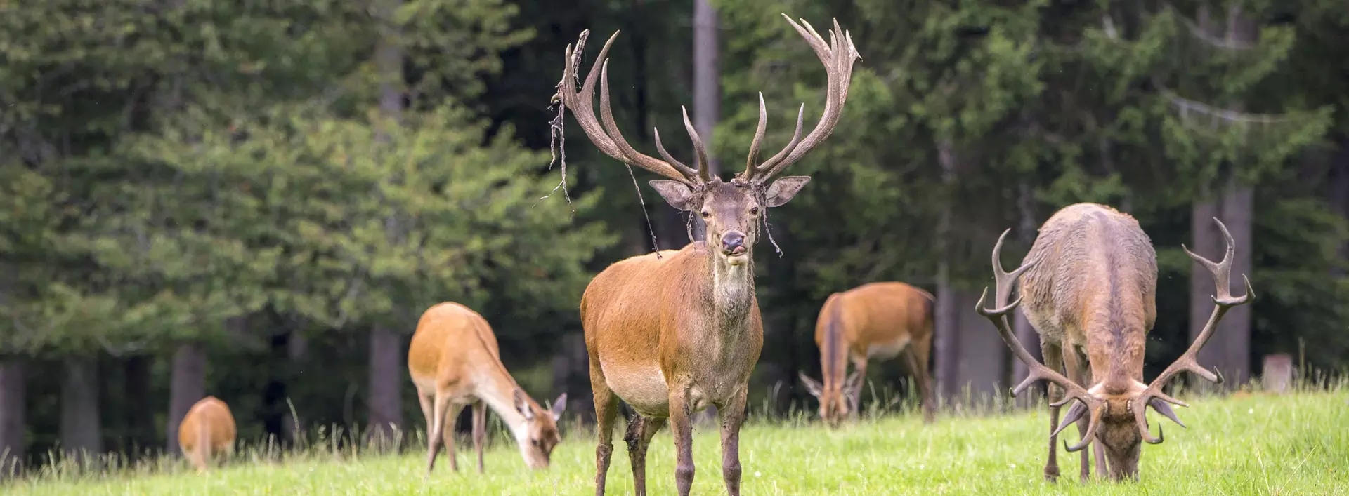 im Urlaub auf dem Bauernhof in Siegen-Wiggenstein ein Wildgehege besuchen