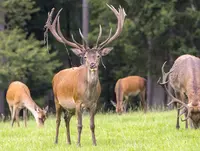 im Urlaub auf dem Bauernhof in Siegen-Wiggenstein ein Wildgehege besuchen