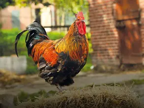 Hahn auf Bauernhof Ein bunter stolzer Han steht auf einem Strohballen auf einem Bauernhof