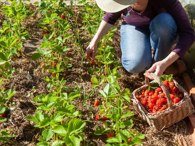 Frau pflückt reife Erdbeeren auf einem Erdbeerfeld während eines Urlaubs auf dem Obsthof.