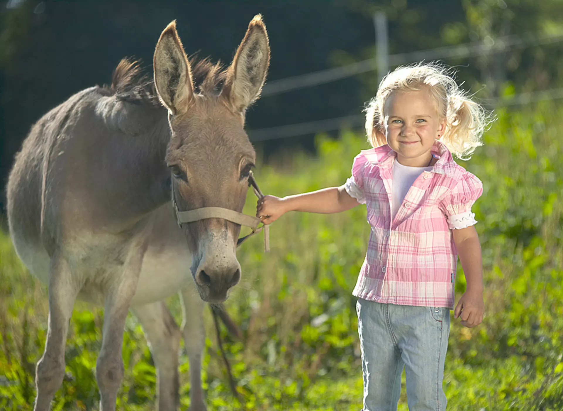 im Urlaub auf dem Kinderbauernhof in Bayern Esel streicheln und mit dem Esel spazieren gehen