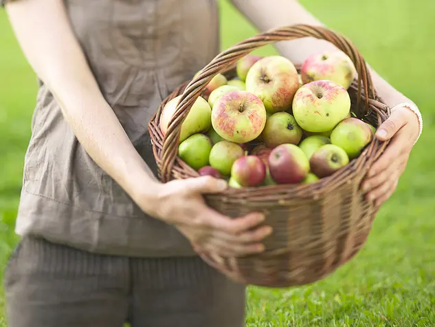 Äpfel selber ernten auf dem Obsthof