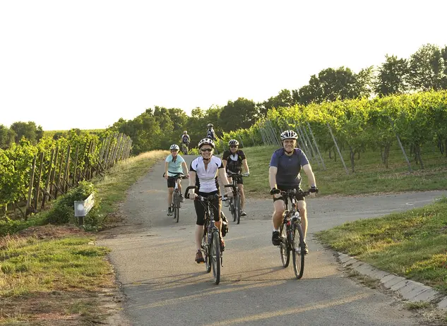 im Urlaub auf dem Winzerhof an der Mosel eine Radtour durch die Weinberge machen