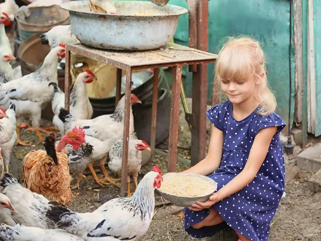 Kleines Mädchen füttert Huhn - © Africa Studio, Adobe Stock Kleines Mädchen füttert Huhn aus einer Schale und um sie herum sind noch viele weitere Hühner
