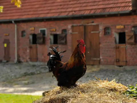 Prächtiger Gockel auf Misthaufen vor rustikalem Backsteinstall alt="Ein stolzer Gockel sitzt auf einem Misthaufen vor einem schönen Backsteinstall."