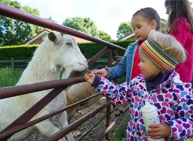 Im Bauernhofurlaub auf Fehmarn entdecken Kinder die Tiere auf dem Hof und helfen beim Füttern.