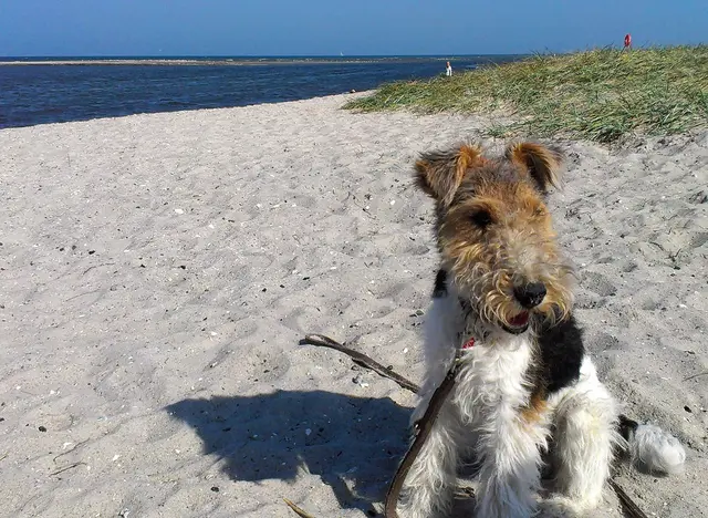 im Hundeurlaub an der Ostsee am Strand spazieren gehen