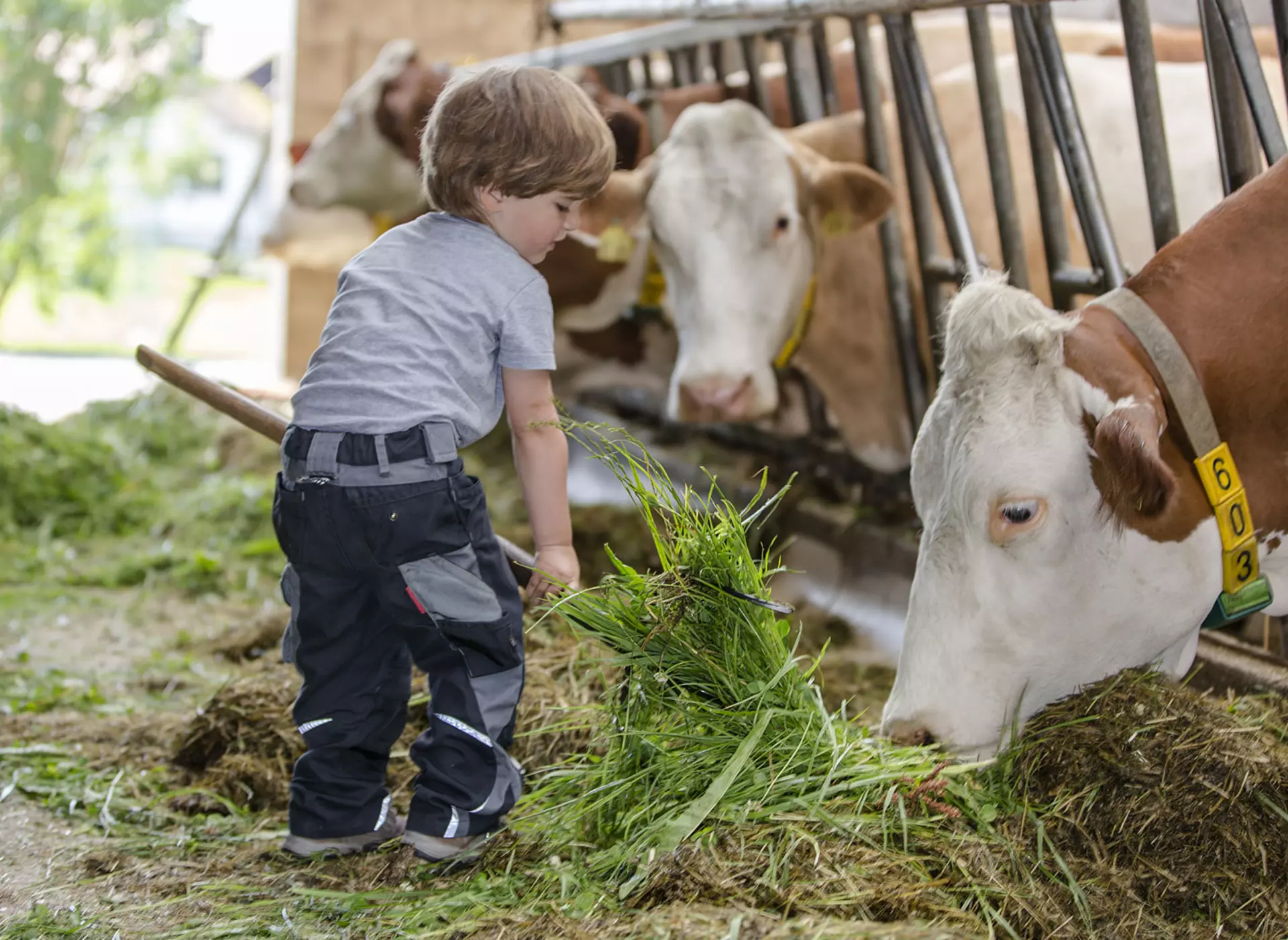 im Urlaub auf dem Kinderhof helfen Kinder beim Füttern der Kühe im Stall