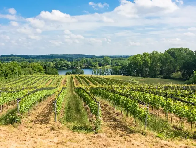 Weinberg in Grebin – Urlaub auf dem Land in der Holsteinischen Schweiz  - © penofoto.de – stock.adobe.com Ein Weinberg liegt in der Holsteinischen Schweiz im Ort Grebin in Schleswig-Holstein und lädt zu einem Urlaub auf dem Land ein.