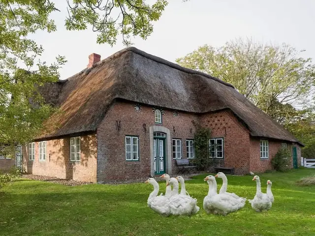 Gänse vor Friesenhaus in Keitum – Bauernhofurlaub Nordsee - © Blickfang, AdobeStock Gänse stehen vor einem reetgedeckten Friesenhaus in Keitum auf der Nordseeinsel Sylt.