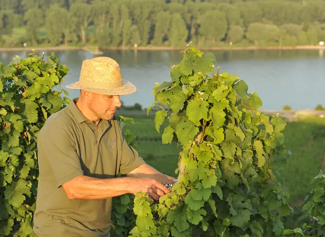 im Urlaub auf dem Weingut in Rheinhessen mit dem Winzer eine Weinbergwanderung machen
