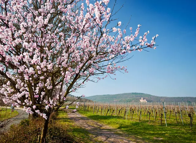 zur Mandelblüte einen Urlaub auf dem Bauernhof in der Pfalz machen