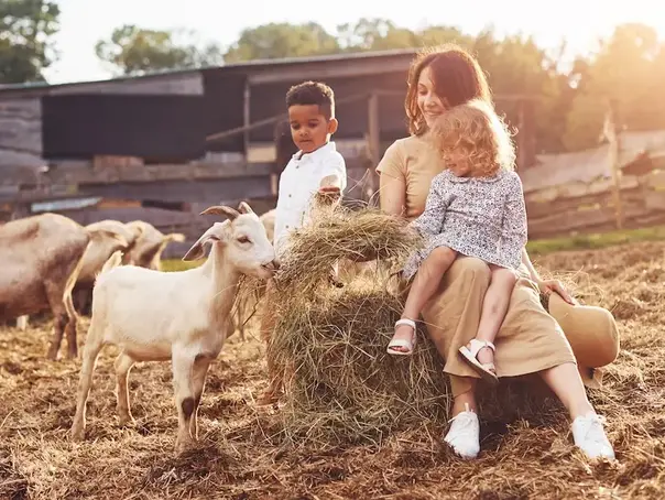 Familie sitzt auf einem Heuballen und füttert gemeinsam eine Ziege auf dem Bauernhof