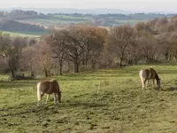 Bauernhofurlaub im Vulkangebiet Vogelsberg