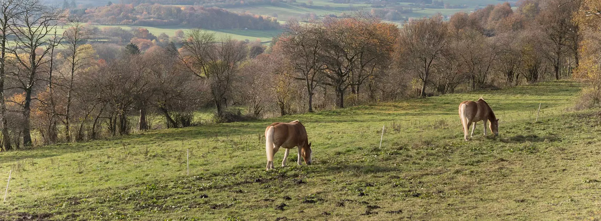 Bauernhofurlaub im Vulkangebiet Vogelsberg