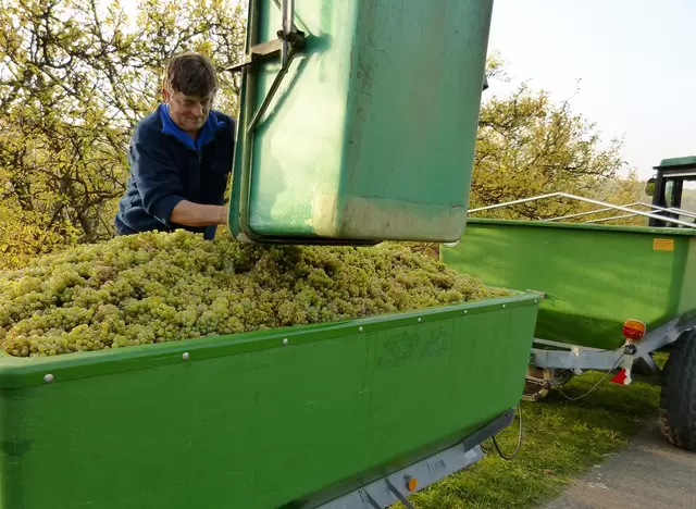 im Urlaub auf dem Weingut am Kaiserstuhl bei der Weinernte mithelfen